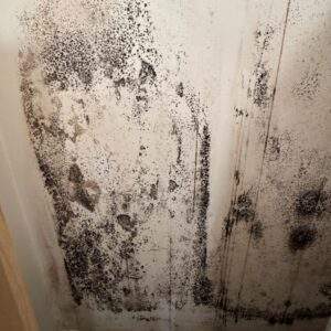 Photo of a white wall with large amounts of black mould
